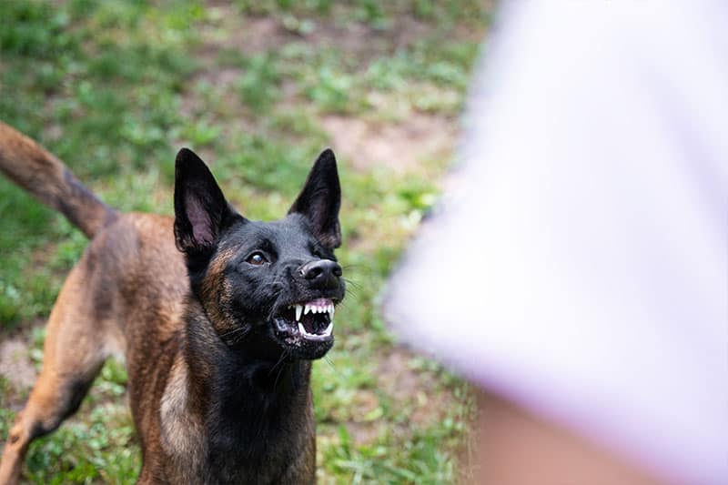 Willens & Baez Secure Record-Breaking Dog-Bite Settlement - 1.5 Million